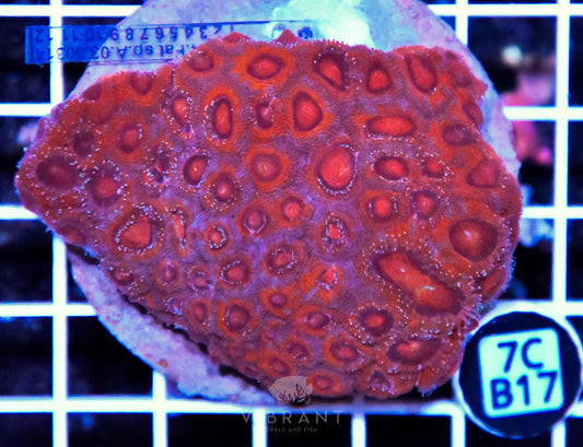Micromussa INDO