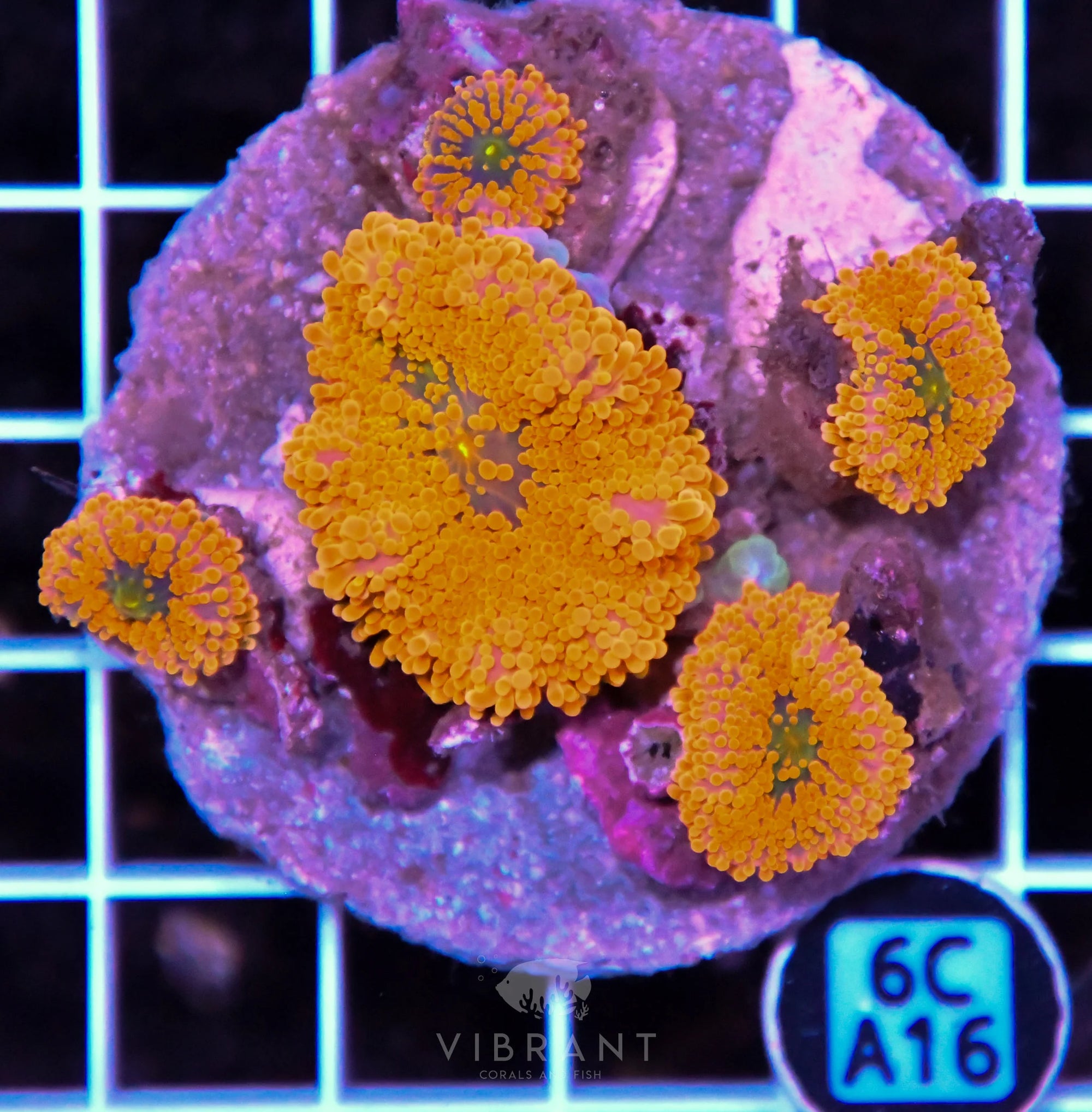 Mushroom INDO