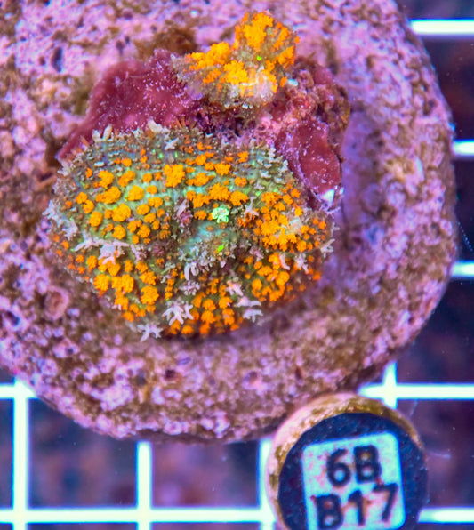 Mushroom INDO