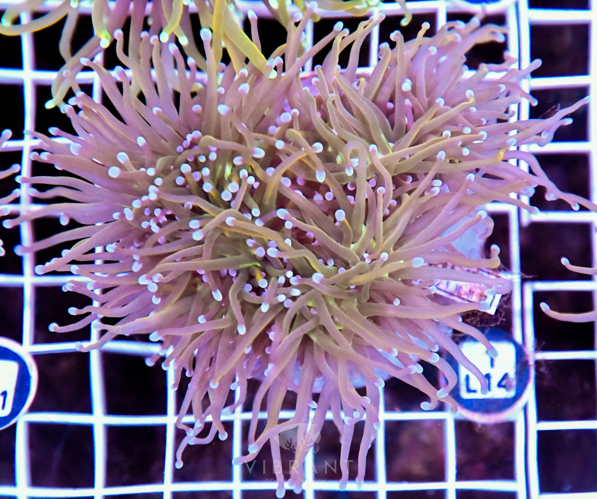 Torch INDO Colony