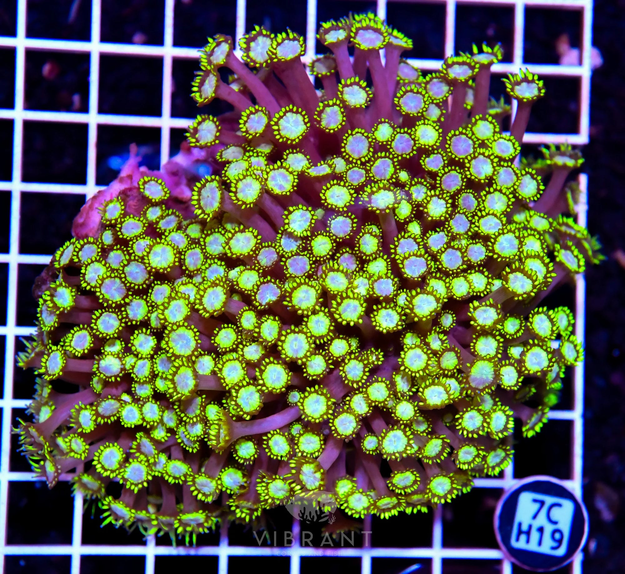 Goniopora INDO W