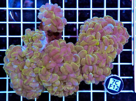 Bubble Coral INDO W