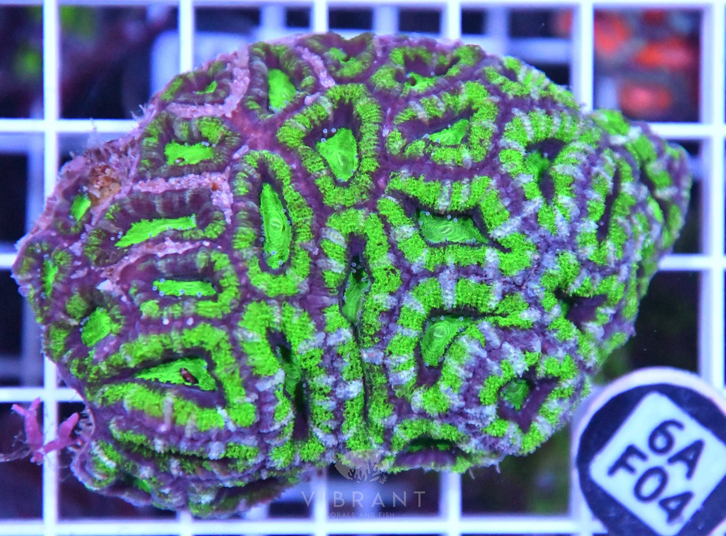 Acan Lord AUS