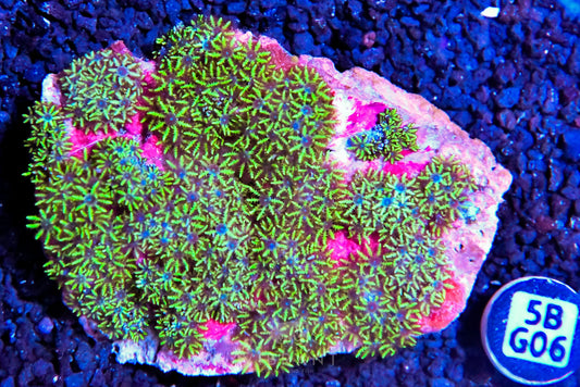 Blue Sympodium INDO W
