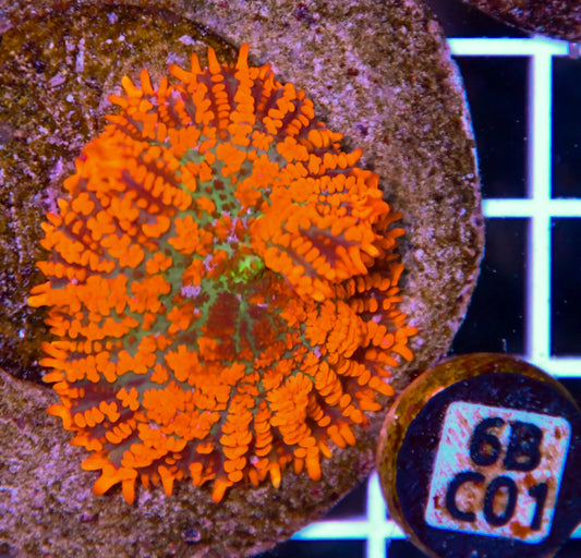 Mushroom INDO