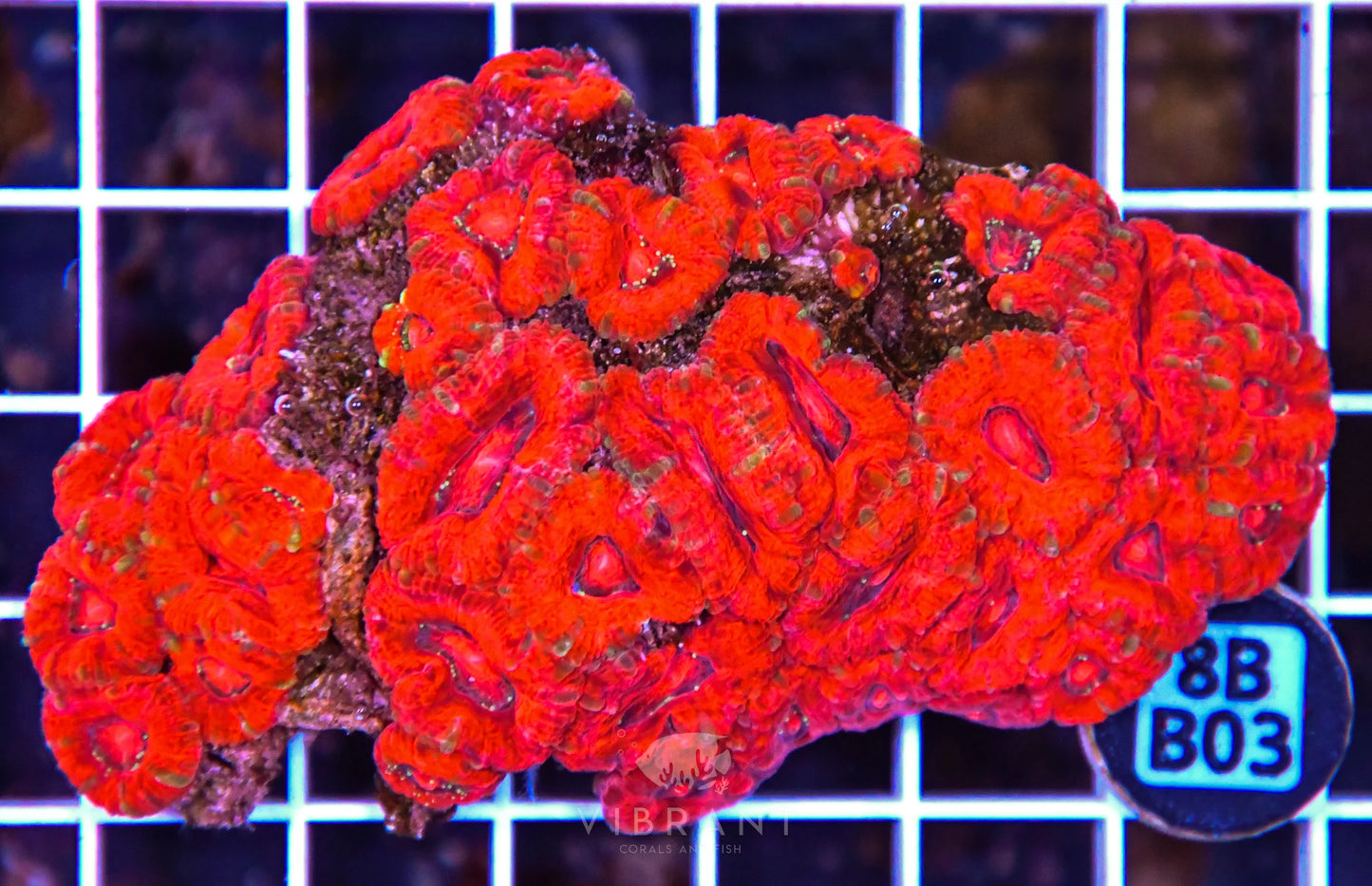 Micromussa WAUS