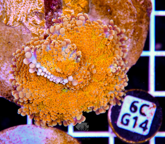 Mushroom INDO