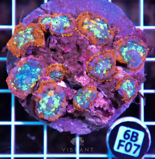 Mushroom INDO