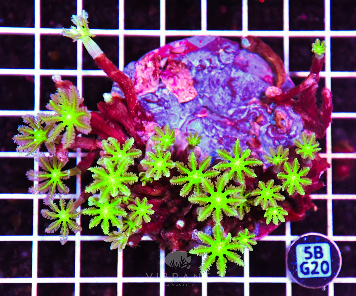 Clove Polyp INDO