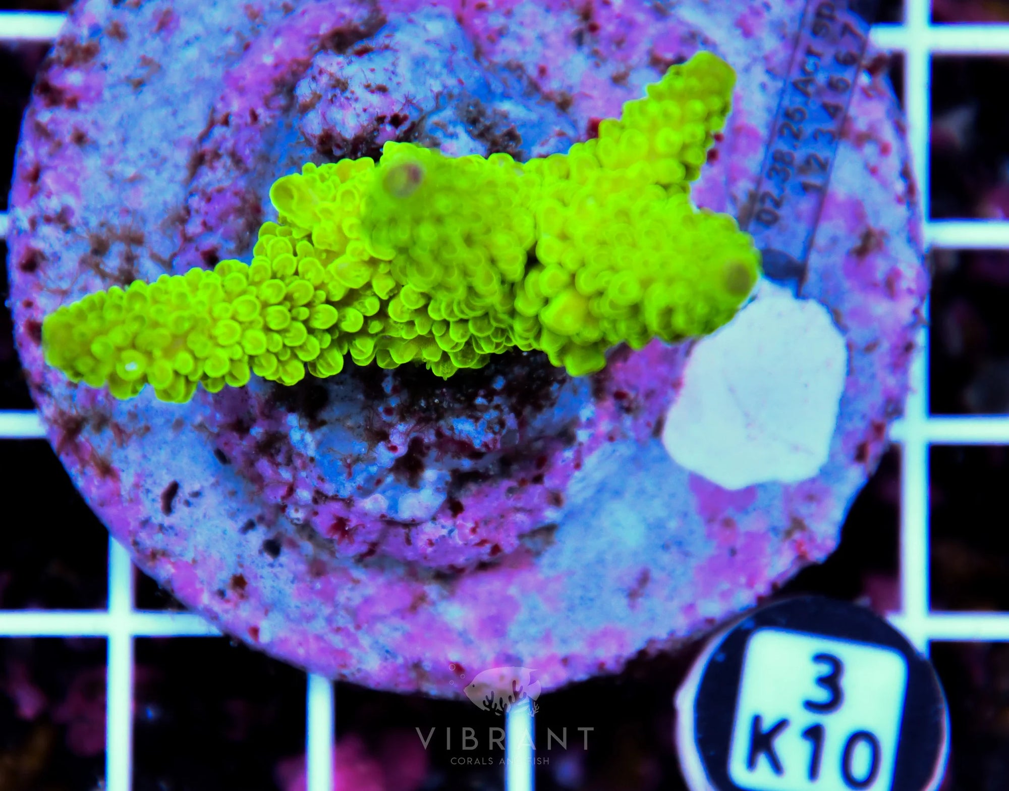 Acro INDO