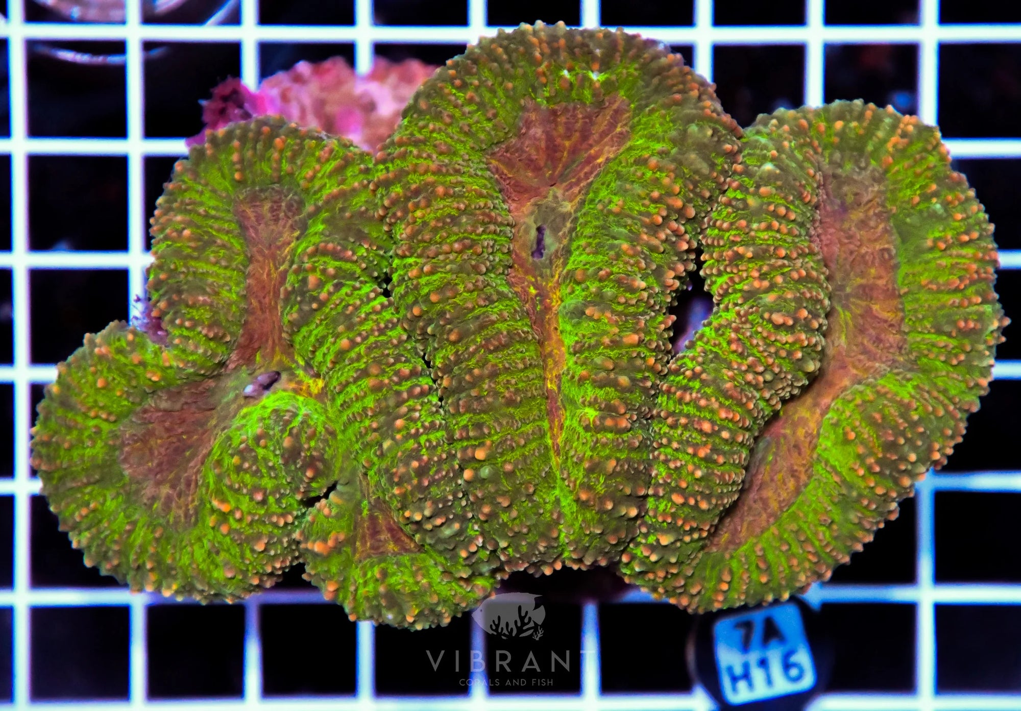 Symphyllia INDO