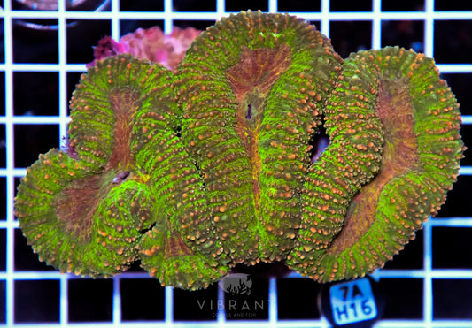 Symphyllia INDO