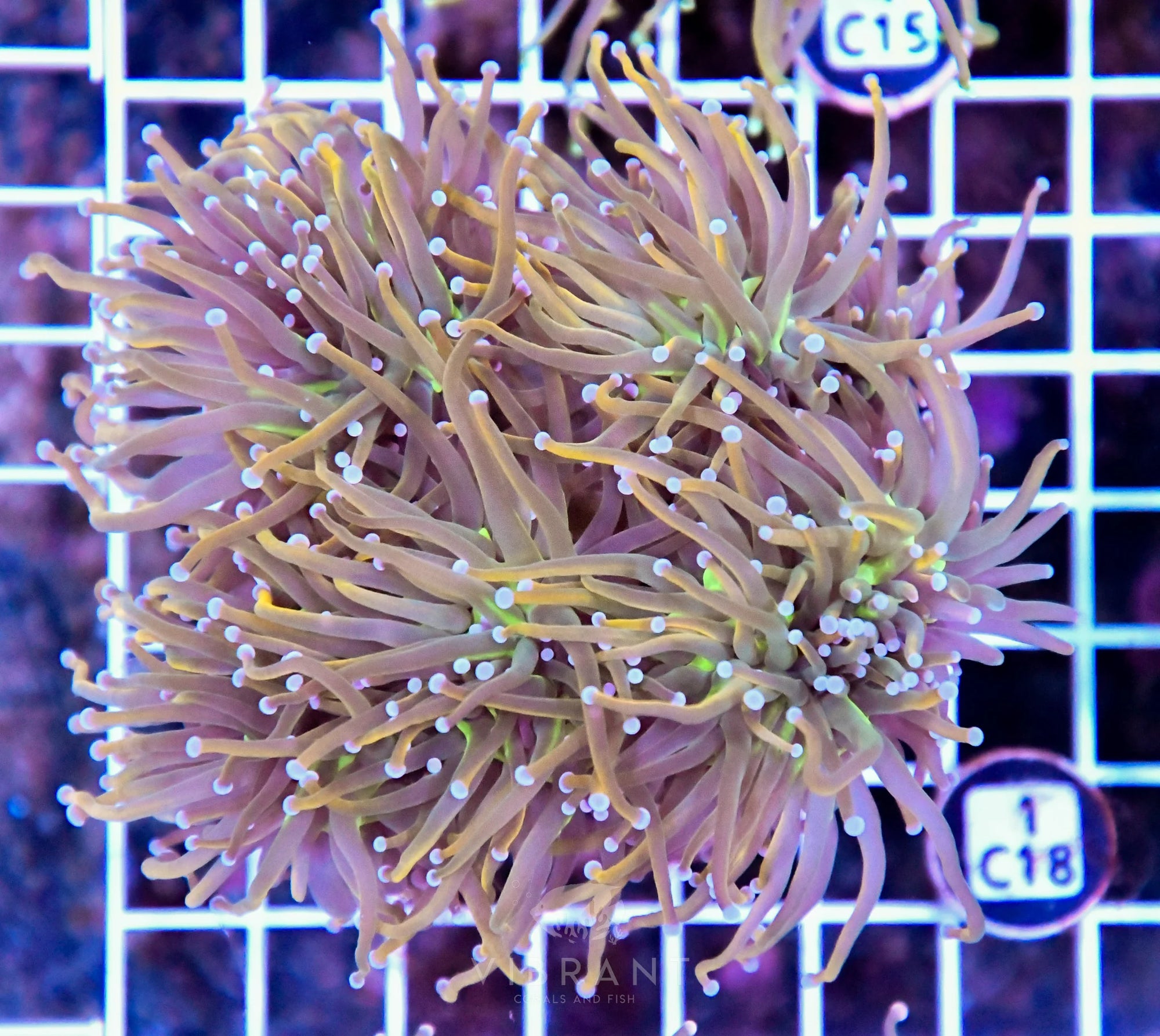 Torch INDO Colony