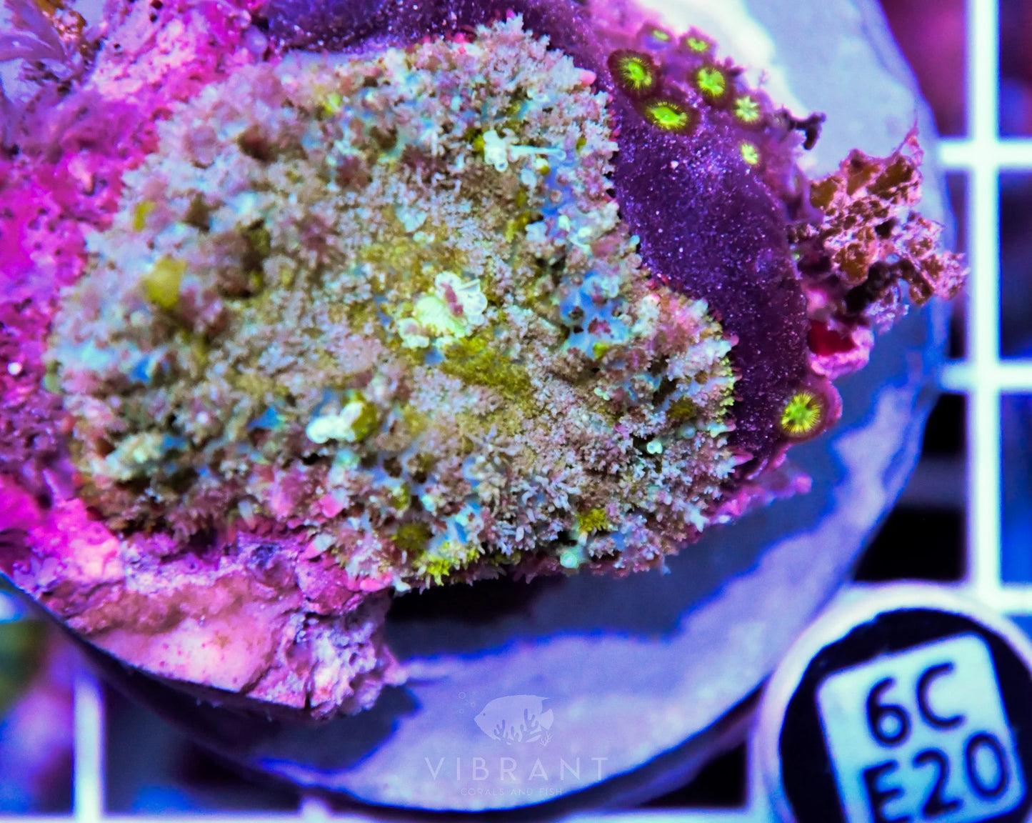Mushroom INDO