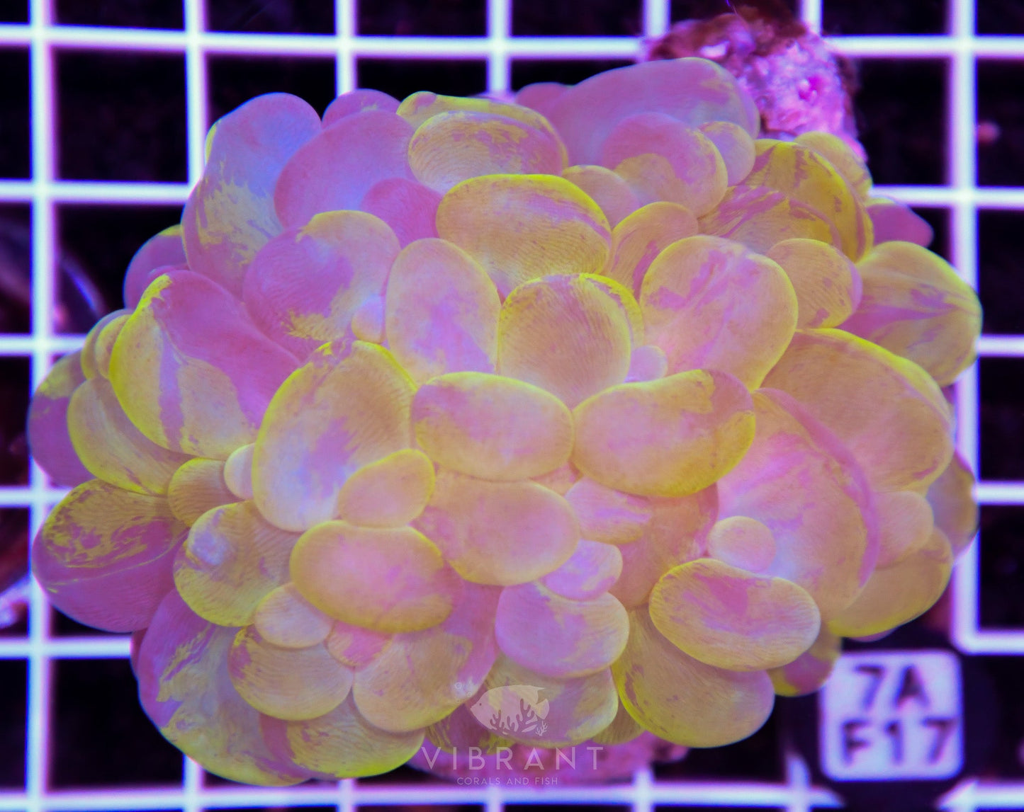 Bubble Coral INDO