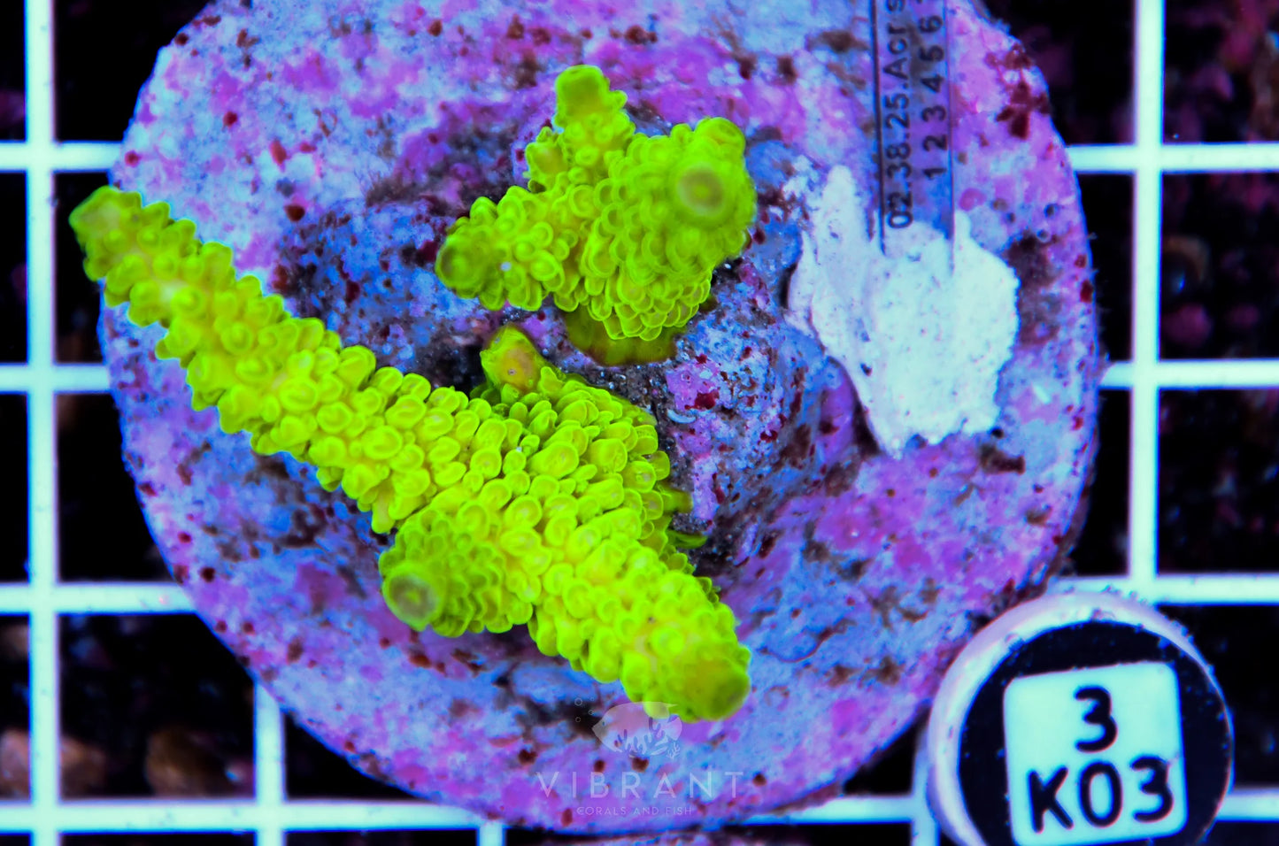 Acro INDO