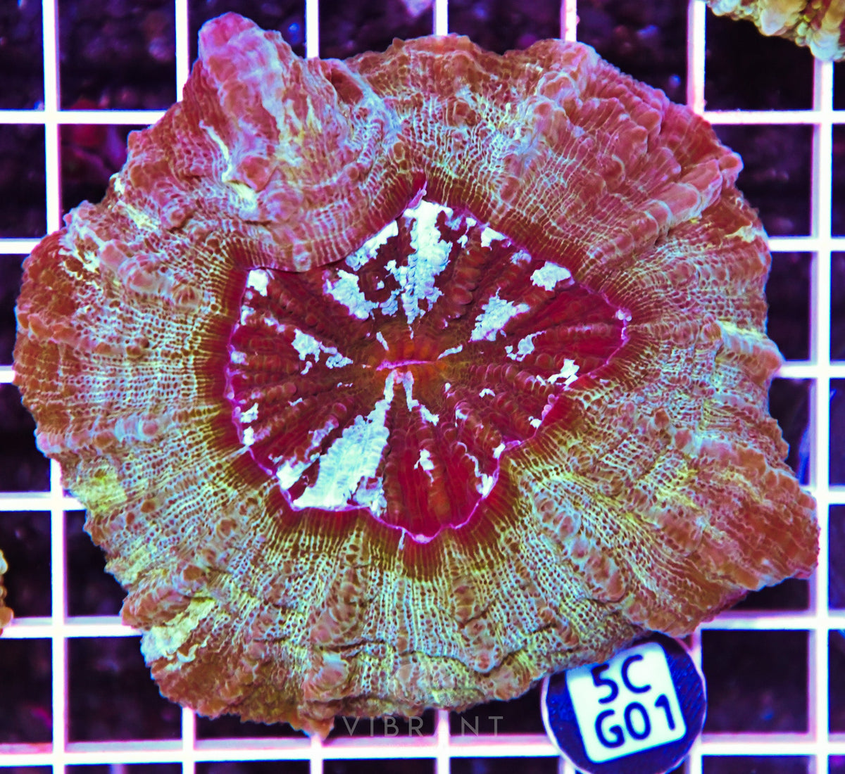 Acanthophyllia AUS