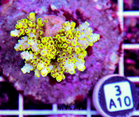 Acro INDO
