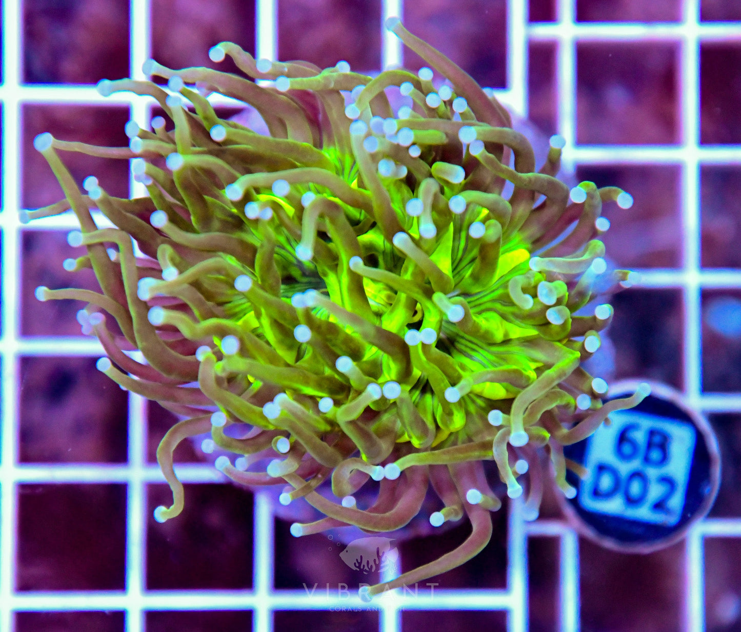 Torch INDO