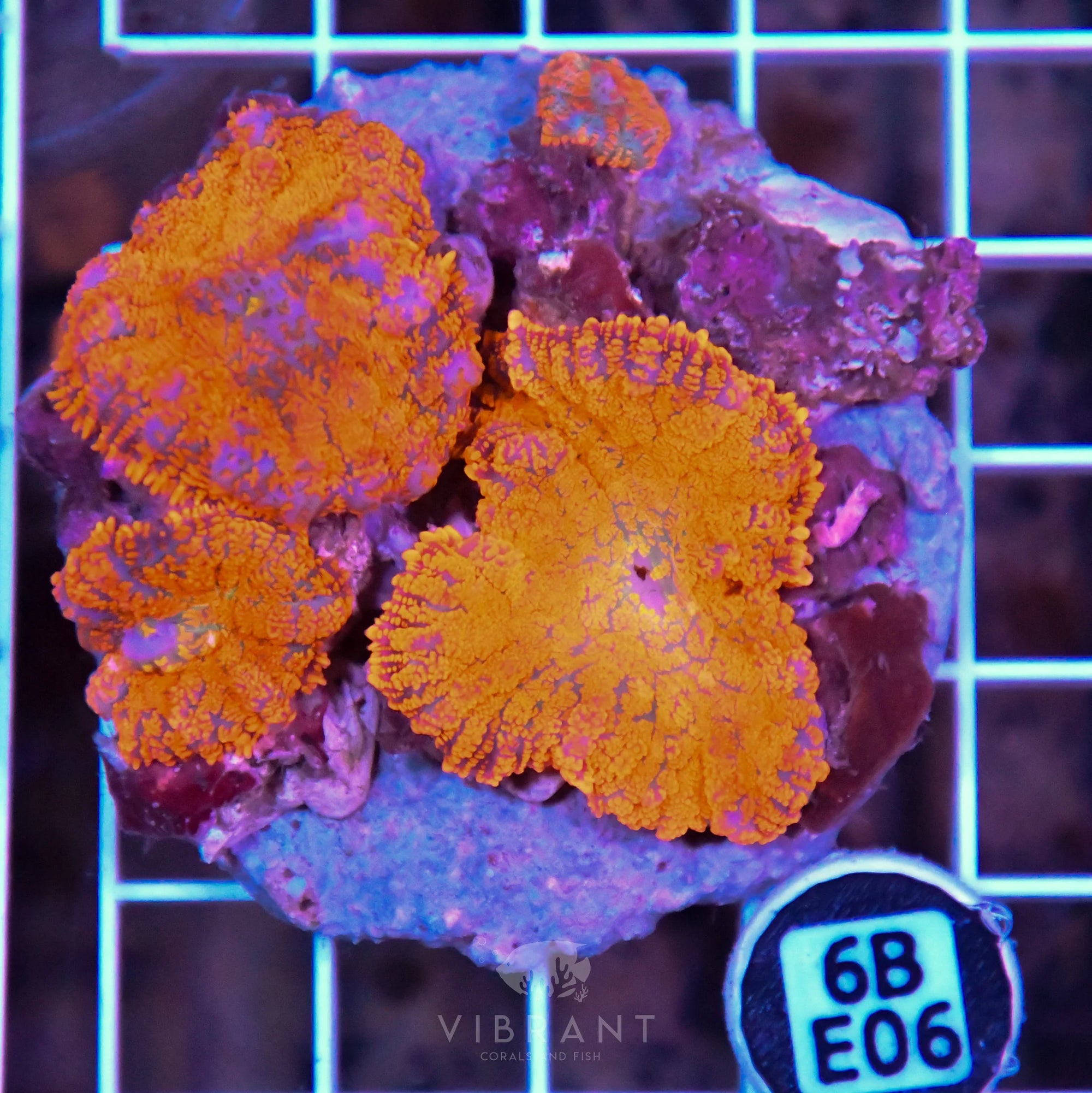 Mushroom INDO