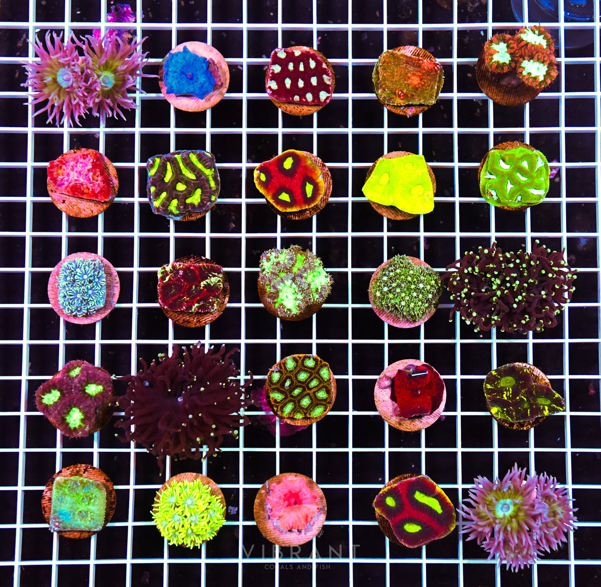 Frag 25 MIXED MEGA Pack SAMPLE