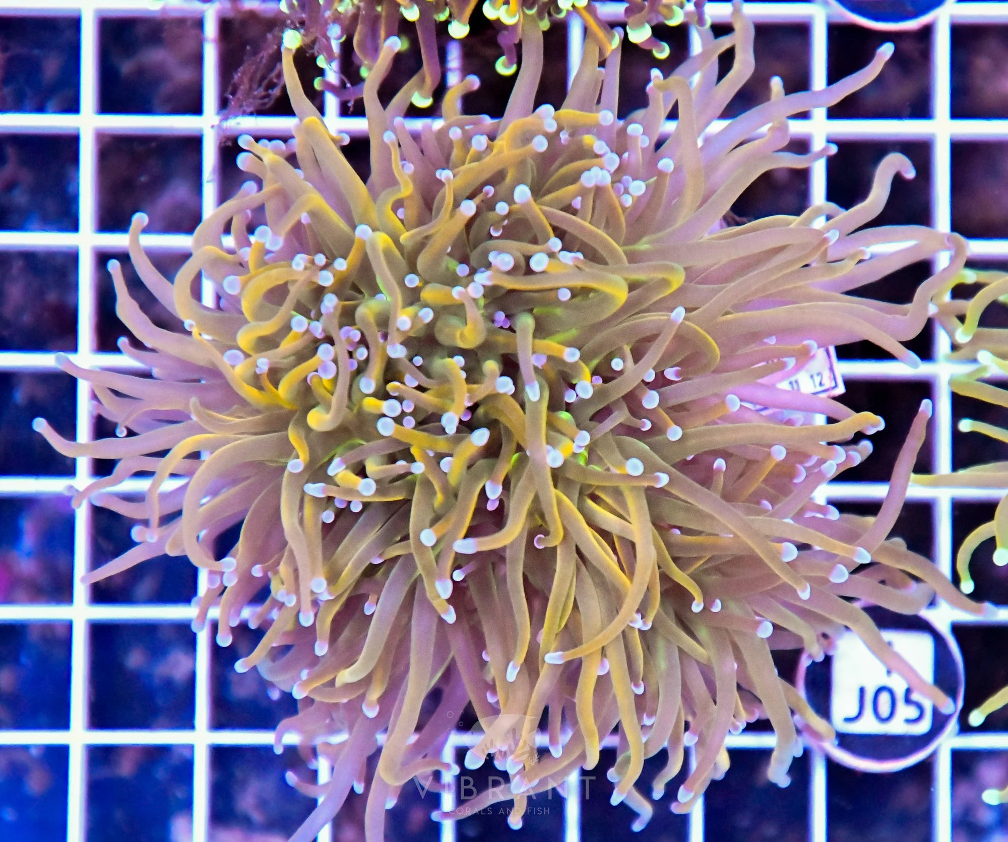 Torch INDO Colony