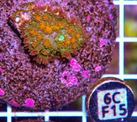 Mushroom INDO