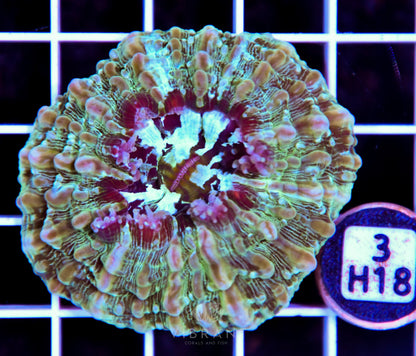 Acanthophyllia AUS
