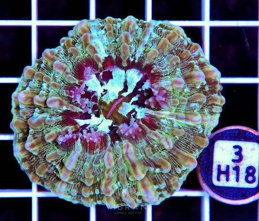 Acanthophyllia AUS
