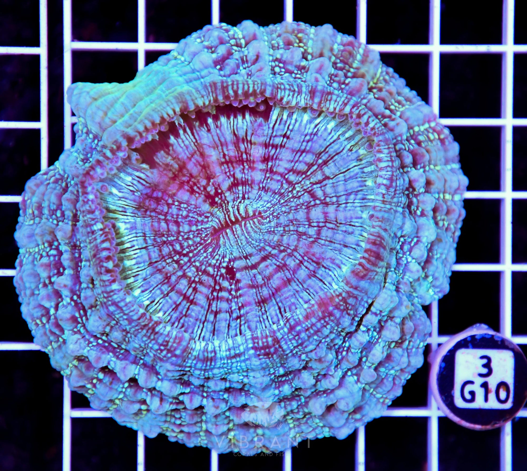 Acanthophyllia AUS