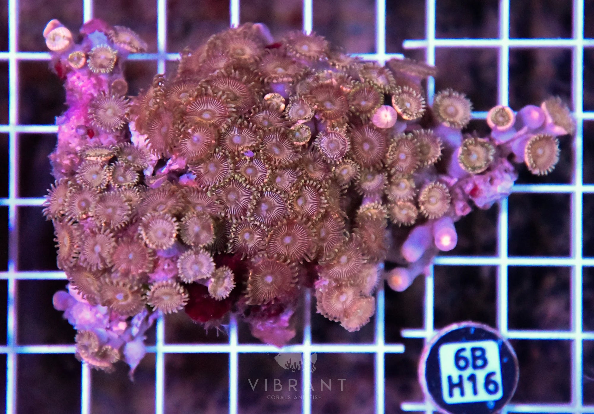 Zoa INDO W