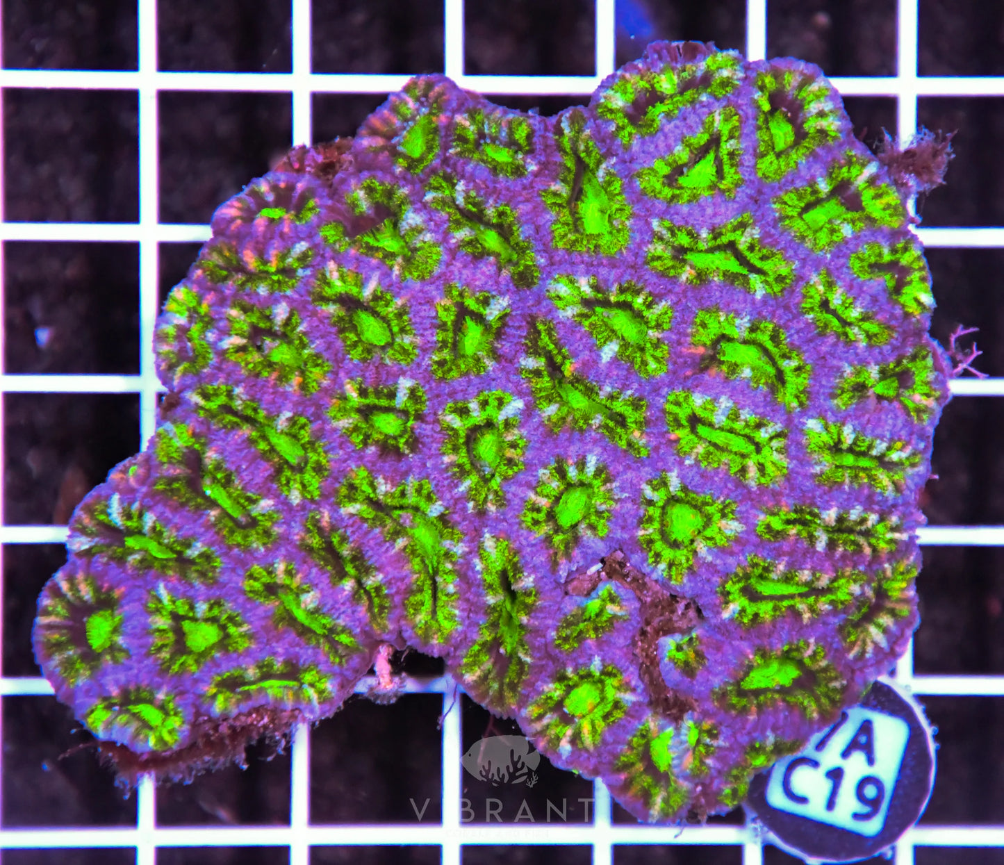 Acan Lord AUS
