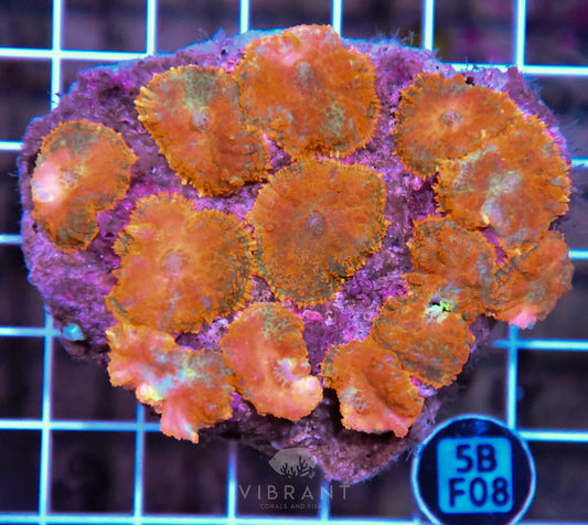 Mushroom INDO