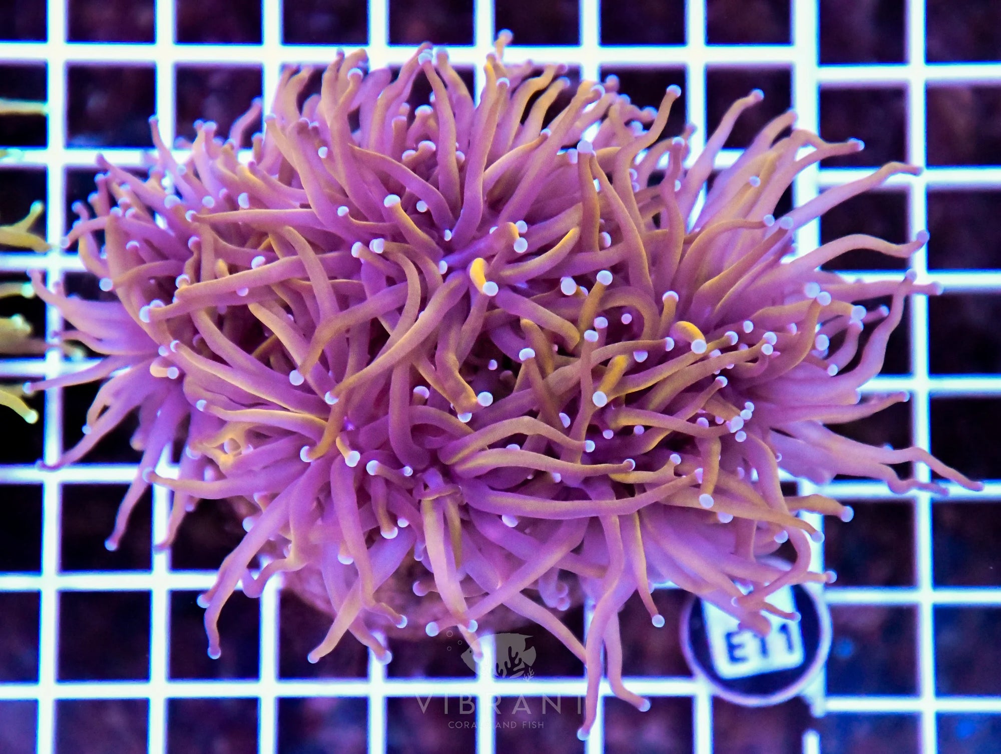 Torch INDO Colony