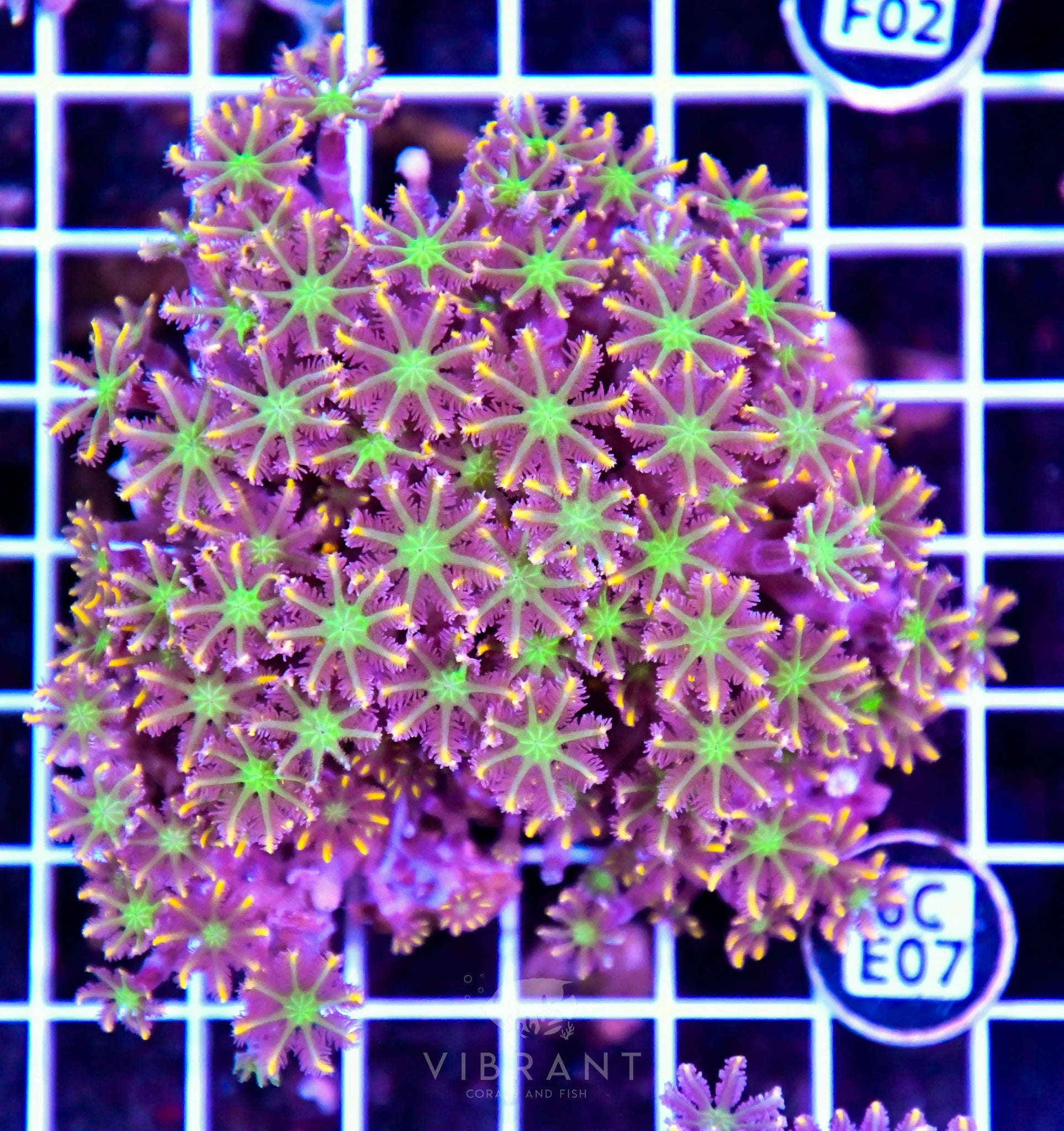 Clove Polyp INDO W