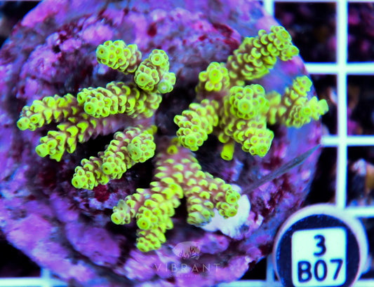 Acro INDO