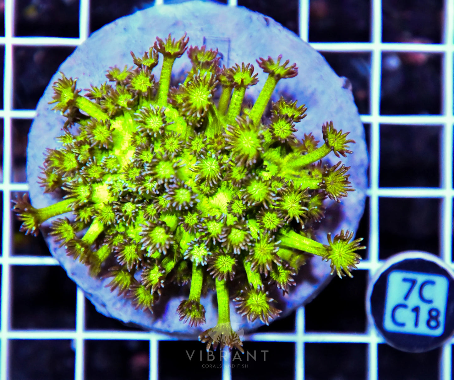 Goniopora INDO