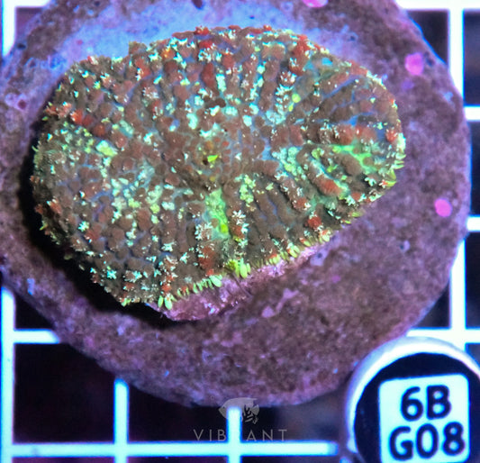 Mushroom INDO