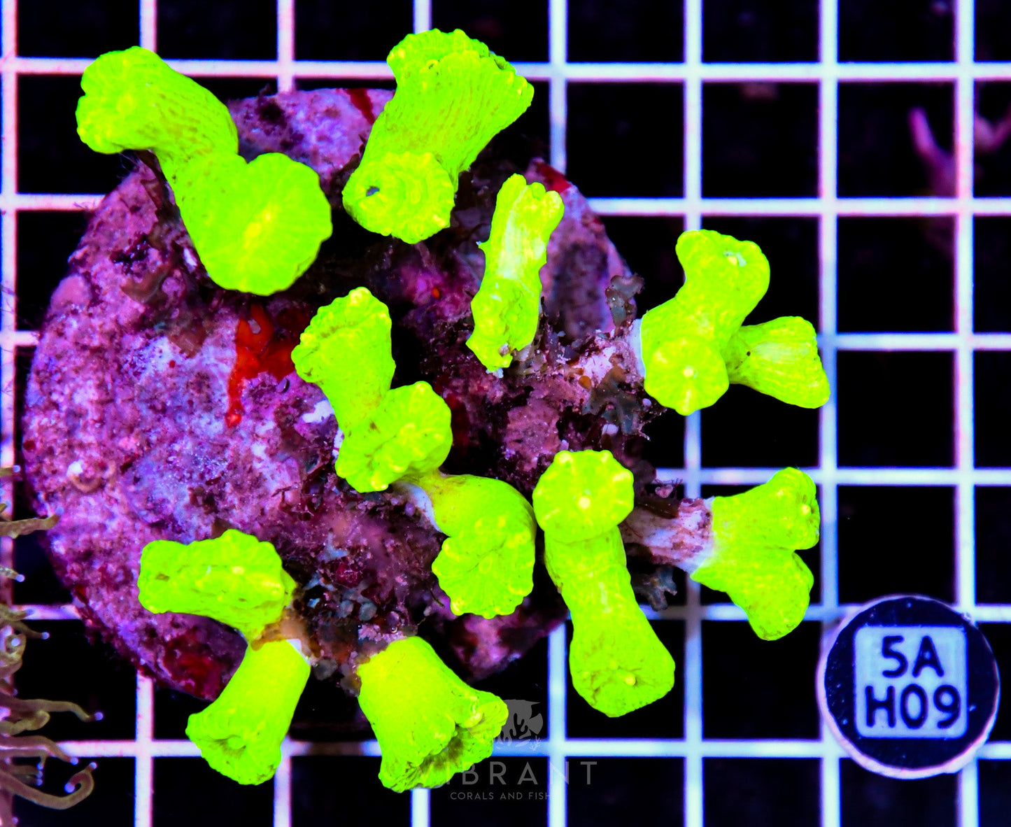 Candy Cane INDO