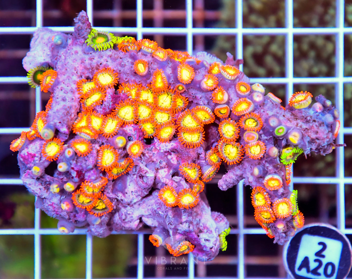 Zoa AUS