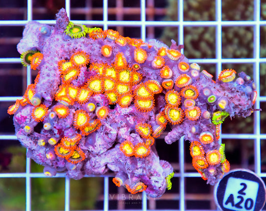 Zoa AUS