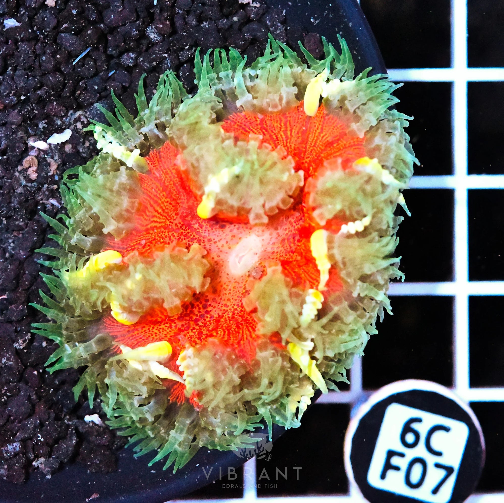 Rock Flower Anemone