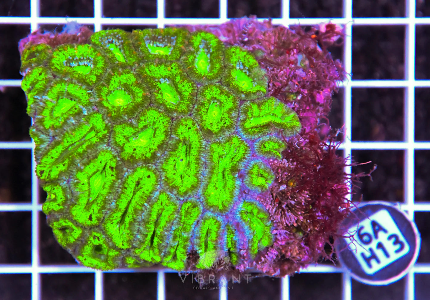 Acan Lord AUS