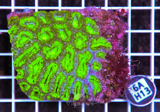 Acan Lord AUS