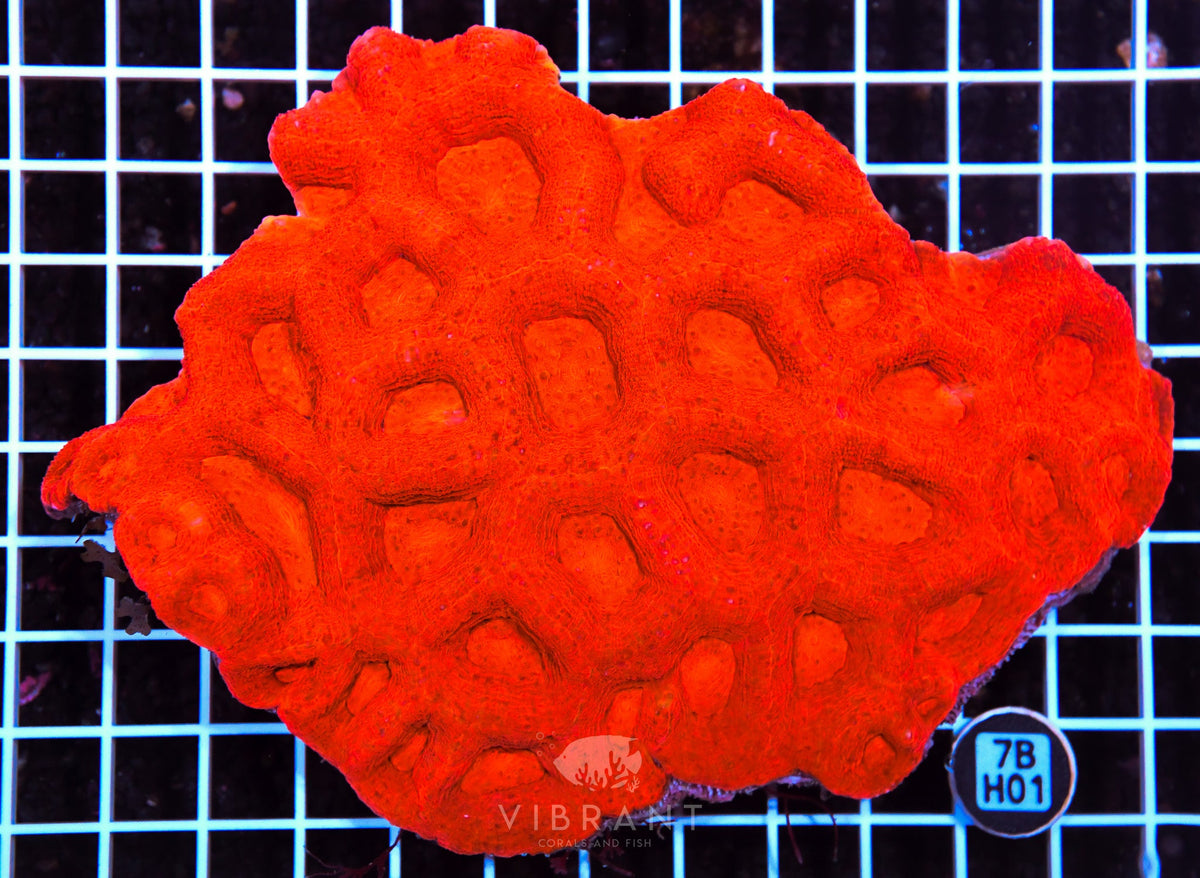 Acan Bower AUS