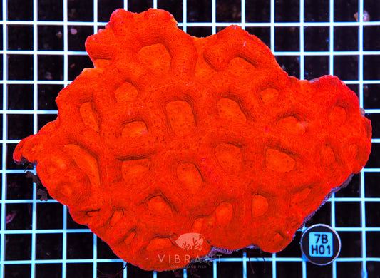 Acan Bower AUS