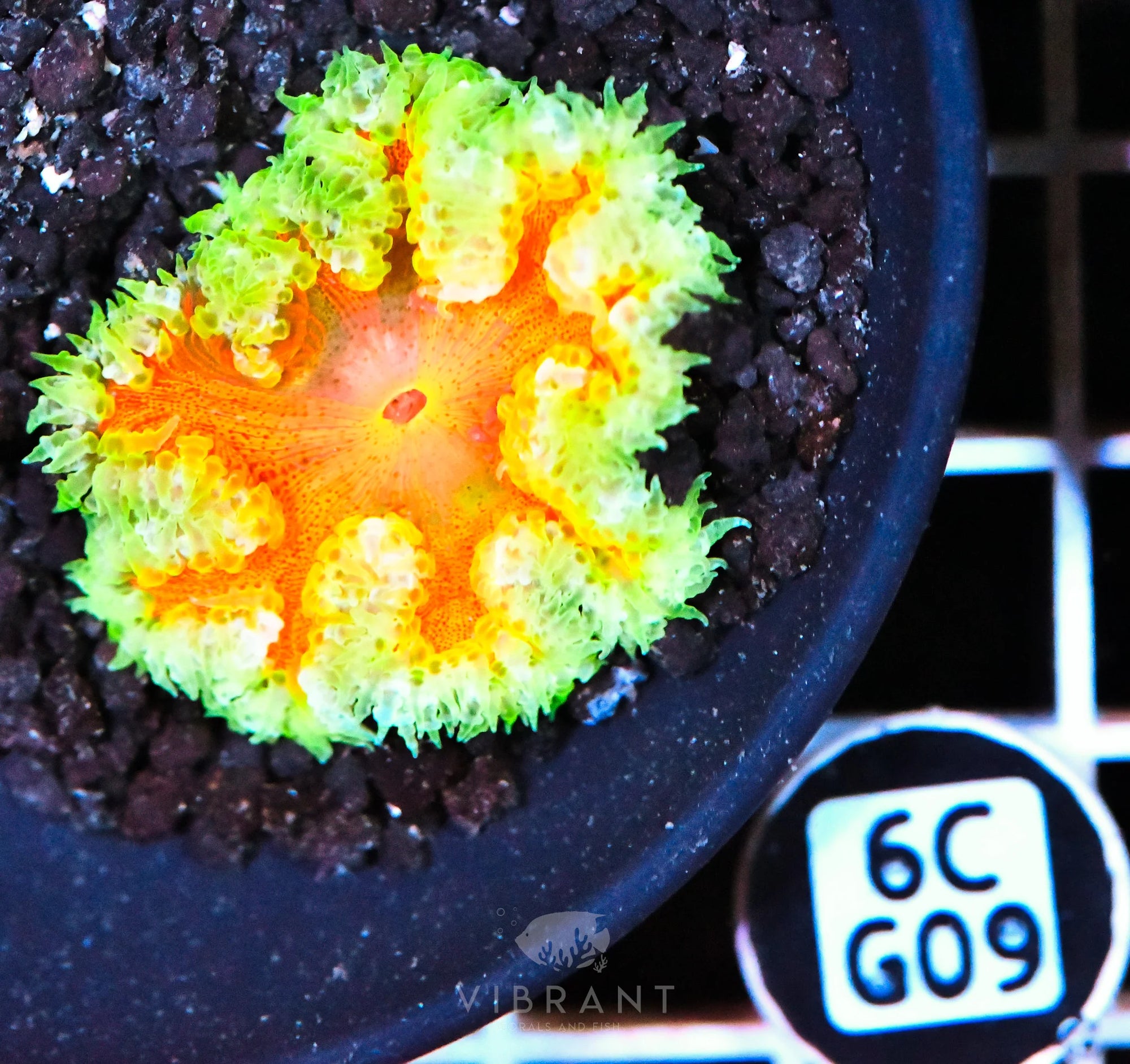 Rock Flower Anemone