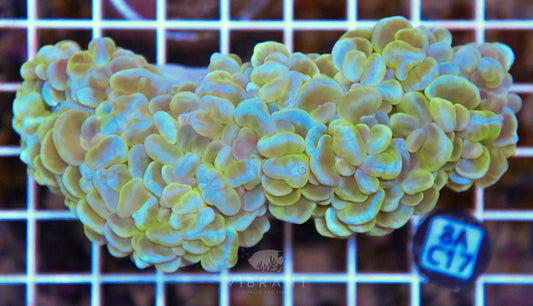 Bubble Coral INDO W