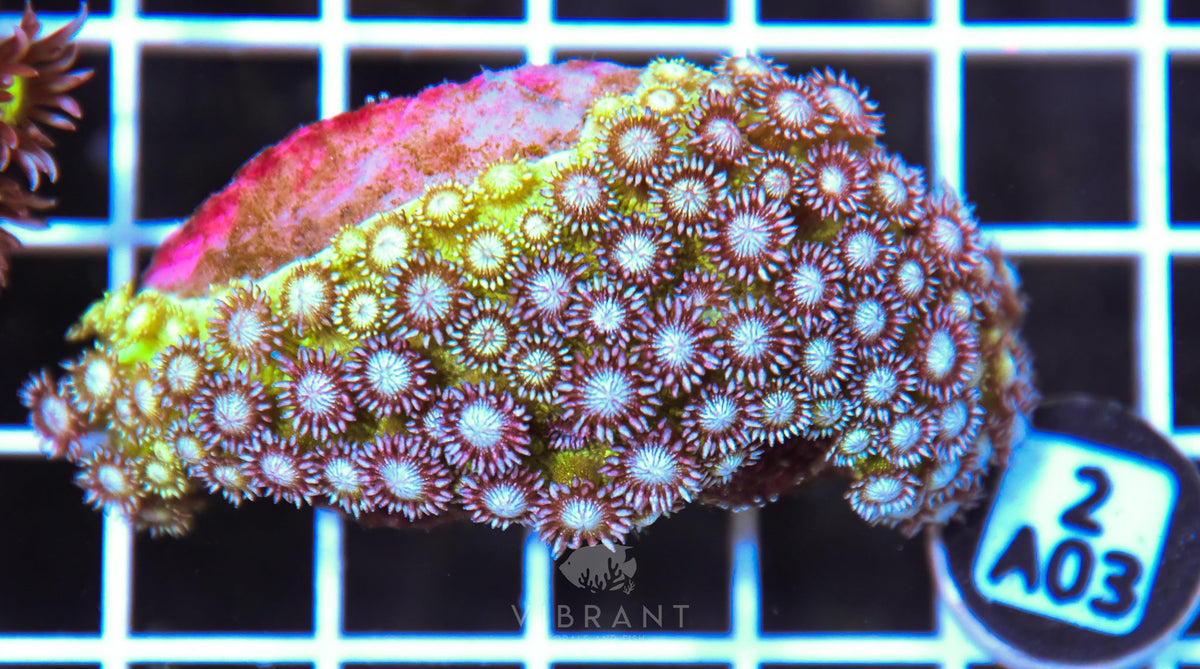 Goniopora GLITTER INDO