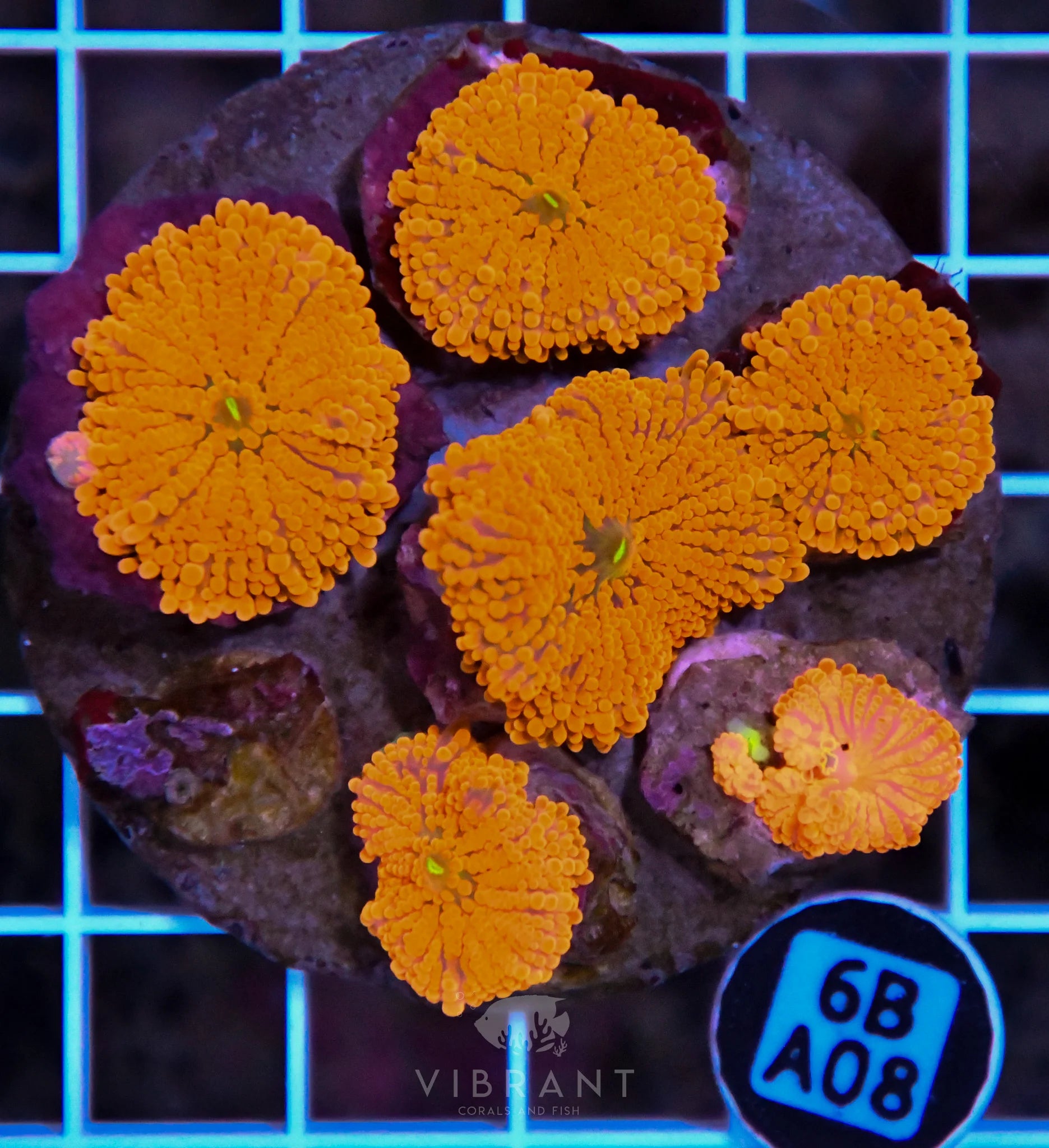 Mushroom INDO